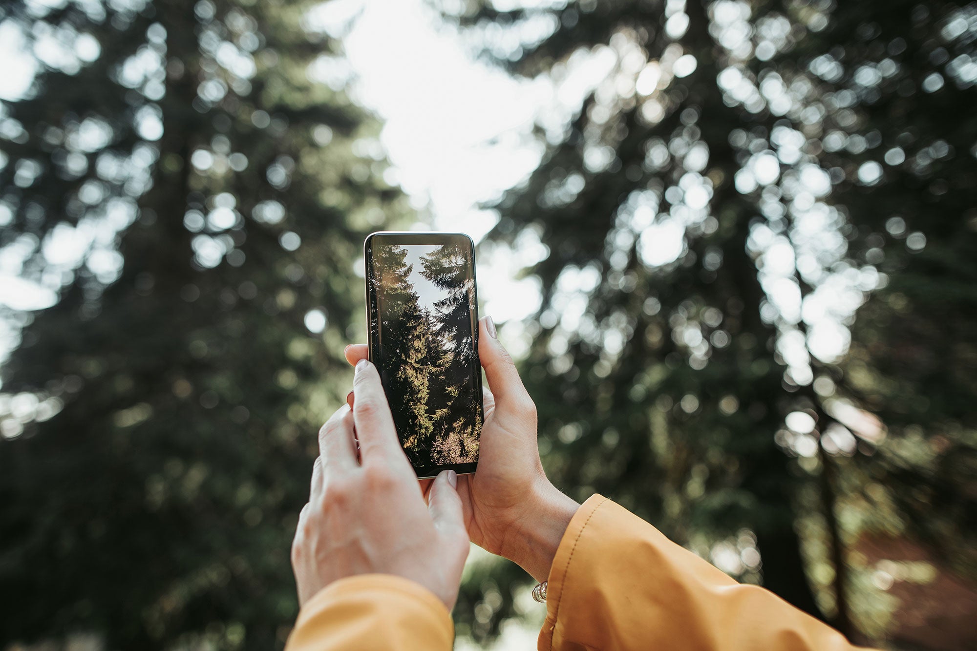 Smartphone being used to take picture in a forest